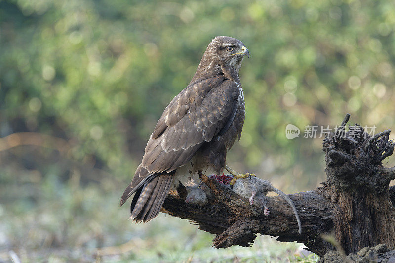 欧亚秃鹰配鼠(Buteo Buteo)